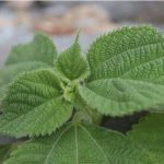 エゴマ油の手作り石鹸