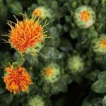 紅花油の手作り石けん