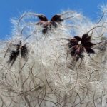 綿実油の手作り石鹸